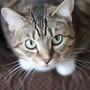 Il tuo gatto e le zecche: come riconoscere, rimuovere e prevenire l'infestazione Il tuo gatto e le zecche: come riconoscere, rimuovere e prevenire l'infestazione