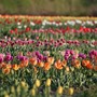 Un mega campo di tulipani apre alle porte di Torino: sarà possibile raccogliere i fiori e scattare foto da sogno