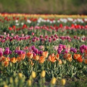 Esplode la primavera e Grugliasco diventa la città dei tulipani