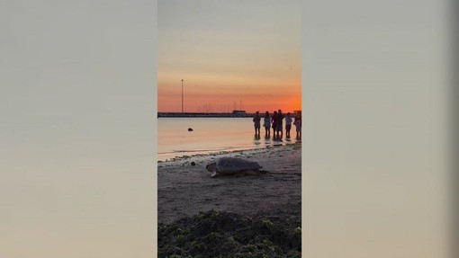 Ulisse torna in mare, la tartaruga riprende il largo dopo le cure Ulisse torna in mare, la tartaruga riprende il largo dopo le cure