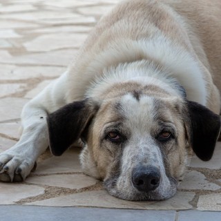 La guerra mondiale dei vomiti dei Cani: cause, risposte e soluzioni