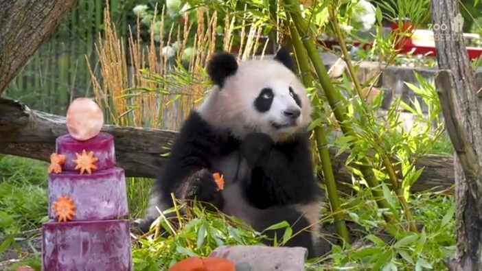 Compleanno per le gemelle panda allo zoo di Berlino, festa con torta ghiacciata di frutta