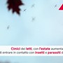 Cimici dei letti, in estate aumenta possibilità contatto Cimici dei letti, in estate aumenta possibilità contatto