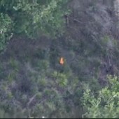 Vibo Valentia, appicca il fuoco in un bosco ma viene ripreso da un drone