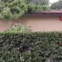 Tromba d'aria nel Lucchese, alberi caduti su auto e abitazioni