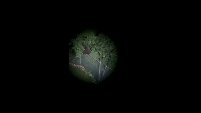 L'orso climber scavalca un'alta rete, il video di M123 avvistato nel Vicentino