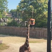 Al Bioparco di Roma gli animali mangiano ghiaccioli contro il caldo torrido