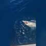 Squalo mako si attacca all'amo, lotta un'ora al largo di Livorno e poi si libera Squalo mako si attacca all'amo, lotta un'ora al largo di Livorno e poi si libera