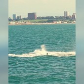 Lo spettacolo delle balene sulle coste argentine Lo spettacolo delle balene sulle coste argentine