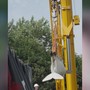 Quattro beluga cambiano 'casa', il viaggio in camion e aereo dei cetacei bianchi