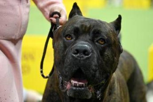 Bimbi azzannati da cane, l'esperta: &quot;70mila aggressioni all'anno, più controllo sui padroni'