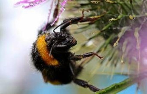 Morto dopo la puntura di un calabrone, cosa fare subito: cosa dice l'allergologa Morto dopo la puntura di un calabrone, cosa fare subito: cosa dice l'allergologa