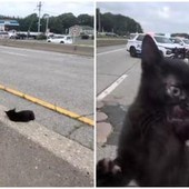 "C'è un gatto in autostrada", l'operazione di salvataggio (riuscita) a New York "C'è un gatto in autostrada", l'operazione di salvataggio (riuscita) a New York