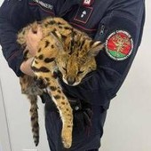 Milano, trovato e catturato un gattopardo africano nel parco di Garbagnate Milano, trovato e catturato un gattopardo africano nel parco di Garbagnate