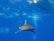 Dramma in Australia, si tuffa in mare e viene ucciso da uno squalo: chiuse tutte le spiagge