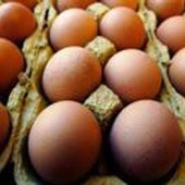 Richiamo uova biologiche per rischio Salmonella: lotti e scadenze
