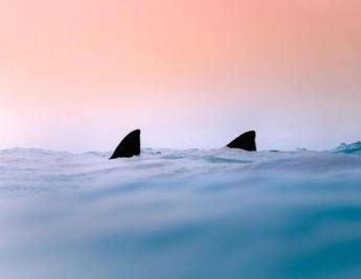 Due squali avvistati a Gallipoli e a Terracina, l'esperto: "Evento raro nei nostri mari"