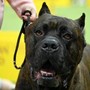 Bimbi azzannati da cane, l'esperta: &quot;70mila aggressioni all'anno, più controllo sui padroni'
