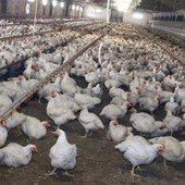 Meglio il pollo con pelle bianca o gialla? L'allevatore sfata un falso mito