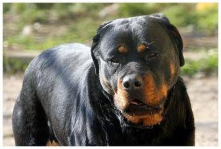 Lite tra ragazze per strada Porto Cesareo, 12enne azzannata da rottweiler a polpaccio