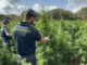 Scoperta nel Sassarese maxi piantagione di marijuana da 4.600 piante