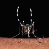 Da zecche a zanzare rischio virus in vacanza, Bassetti: "Non solo in Paesi esotici"