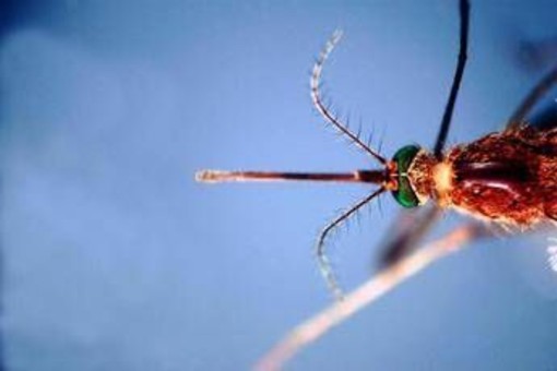 West Nile, Asl Teramo registra primo caso 2026 in Abruzzo: 85enne in buone condizioni West Nile, Asl Teramo registra primo caso 2026 in Abruzzo: 85enne in buone condizioni