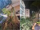 Roma, pino secolare cade su un palazzo in zona Salaria: residenti bloccati