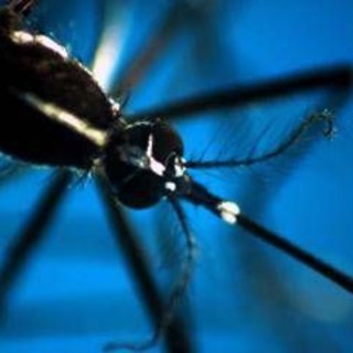 Zanzare e cambiamento climatico, Rezza: &quot;Va sempre peggio&quot;