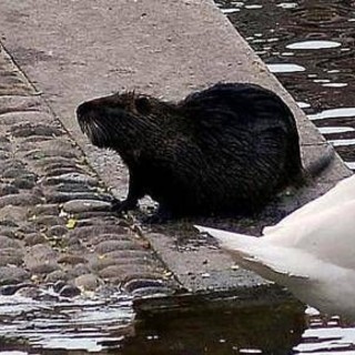 "Sì allo spezzatino con carne di nutria", la mozione del consigliere veneto "Sì allo spezzatino con carne di nutria", la mozione del consigliere veneto