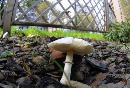 Si affidano al web per capire se i funghi sono commestibili, due donne intossicate Si affidano al web per capire se i funghi sono commestibili, due donne intossicate