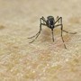 Chikungunya, vaccino in Italia dal 30 ottobre
