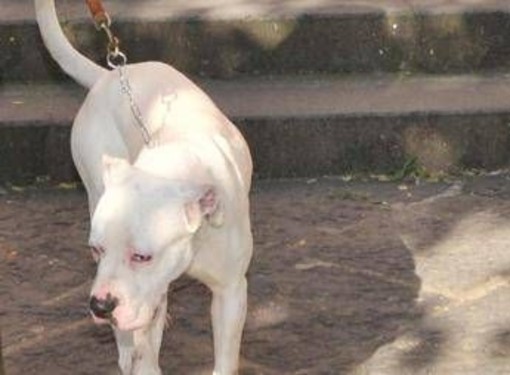 Seduta al tavolino di un bar viene azzannata in testa da un cane sfuggito alla dog sitter Seduta al tavolino di un bar viene azzannata in testa da un cane sfuggito alla dog sitter
