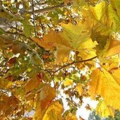 Equinozio di autunno 2026, quando arriva? L'estate ha le ore contate Equinozio di autunno 2026, quando arriva? L'estate ha le ore contate