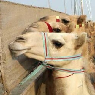 Ritocchini col botox, 20 cammelli squalificati dal concorso di bellezza Ritocchini col botox, 20 cammelli squalificati dal concorso di bellezza