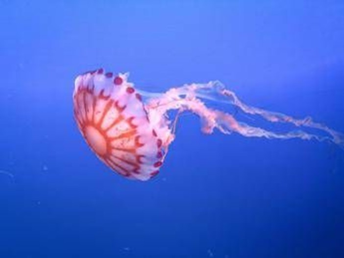 Medusa ortica, così provoca dolore e morte delle cellule: eparina protegge dal veleno Medusa ortica, così provoca dolore e morte delle cellule: eparina protegge dal veleno