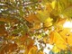 Equinozio d'Autunno con calo delle temperature minime, piogge venerdì poi weekend di sole Equinozio d'Autunno con calo delle temperature minime, piogge venerdì poi weekend di sole