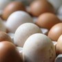 Epidemia di salmonella nel Regno Unito, 1 morto e oltre 200 casi: "Colpa delle uova importate"