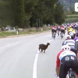 Giro d'Italia, una capra taglia la strada al gruppo - Video