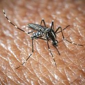 West Nile e Dengue, aumentano i casi in Italia: gli ultimi dati dell'Iss West Nile e Dengue, aumentano i casi in Italia: gli ultimi dati dell'Iss