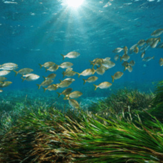 Un virus marino può infettare l'occhio dell'uomo, in uno studio la scoperta sul possibile salto di specie