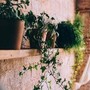 I trucchi per rimettere in sesto le piante al rientro dalle vacanze, ecco i consigli dell'esperto I trucchi per rimettere in sesto le piante al rientro dalle vacanze, ecco i consigli dell'esperto