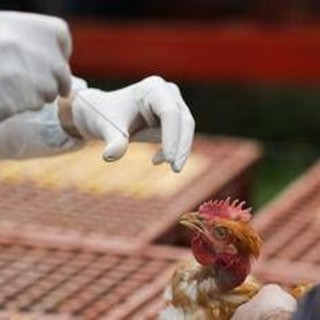 Aviaria, in Lombardia primo caso umano di A H9N2 rilevato in Europa