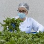 Barilla, 650mila analisi l'anno, 250 professionisti per sicurezza: la filiera del basilico dal campo al vasetto pesto