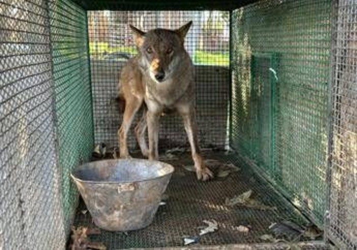 Traffico di droga a Foggia, trovato anche un lupo chiuso in gabbia -Video Traffico di droga a Foggia, trovato anche un lupo chiuso in gabbia -Video