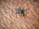 L'Oms lancia l'allarme, il virus West Nile cresce in Europa, 21 casi in Italia