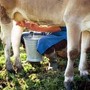 Latte crudo e batteri, le regole per non correre rischi