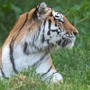 Scavalca il recinto e viene sbranato da una tigre allo zoo: tragedia nello Yorkshire