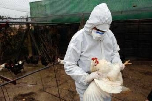 Aviaria la prossima pandemia? L'allarme degli esperti: "Diffusione senza precedenti" Aviaria la prossima pandemia? L'allarme degli esperti: "Diffusione senza precedenti"