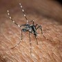 Usutu in Italia, un altro virus trasmesso dalle zanzare: i sintomi